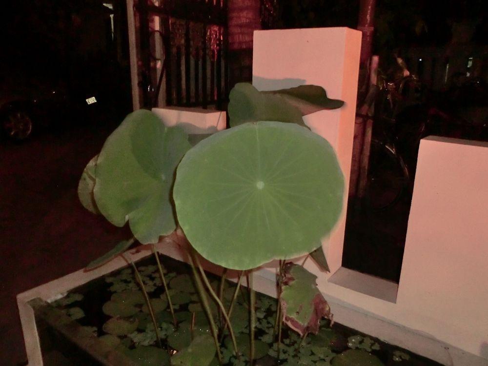 Eocambo Villa Siem Reap Exterior foto